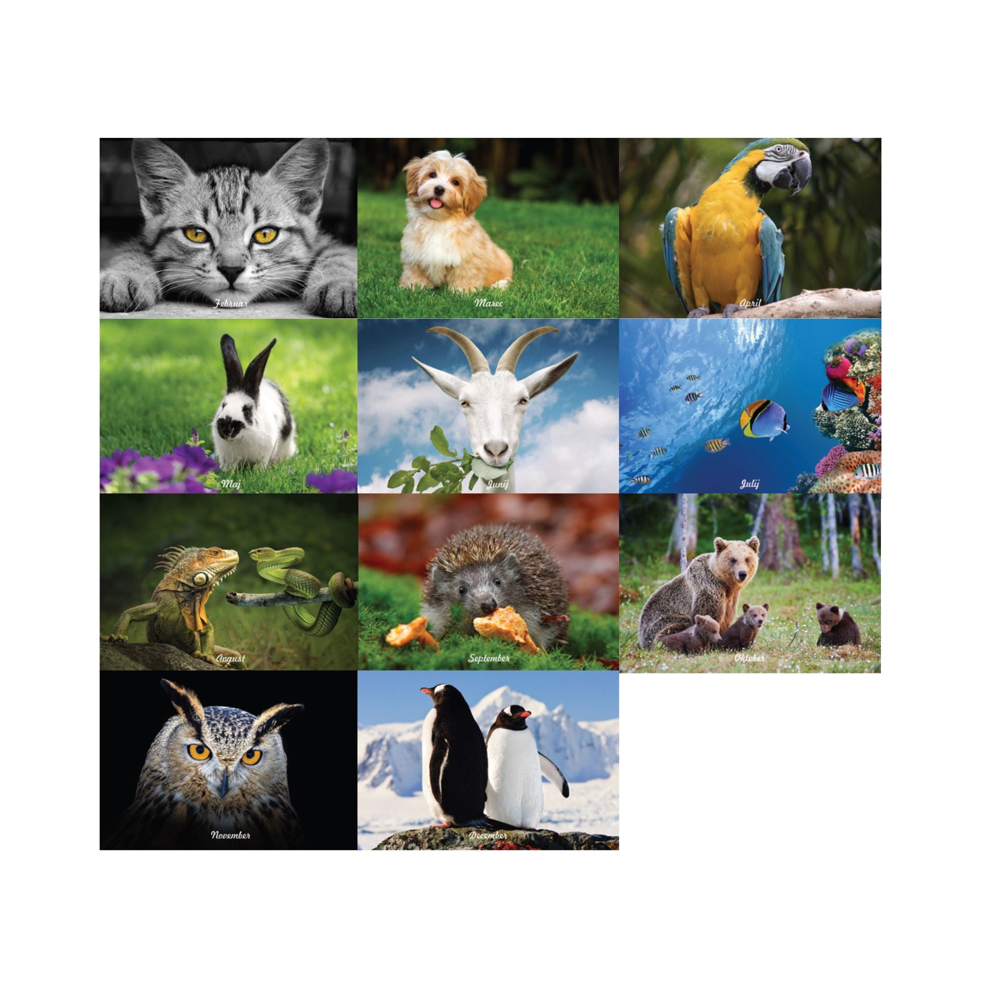 Koledar in družinski planer Naši živalski prijatelji