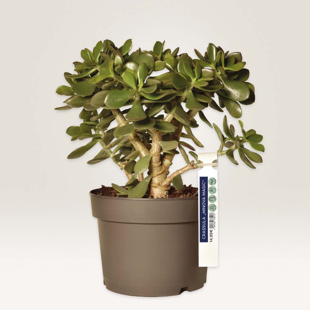 Oznake z zanko bele poliestrske obojestranske Avery Zweckform T3008-10, 250 x 25 mm